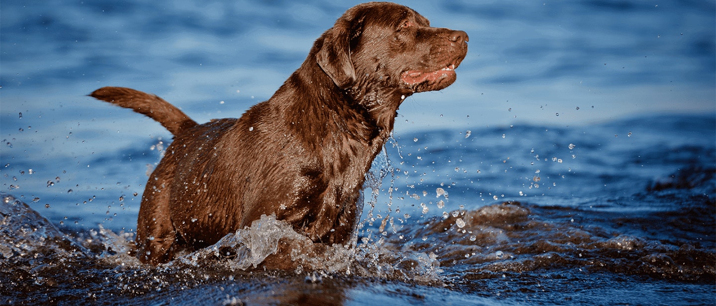 CÂINELE MEU POATE BEA APĂ DE AFARĂ?
