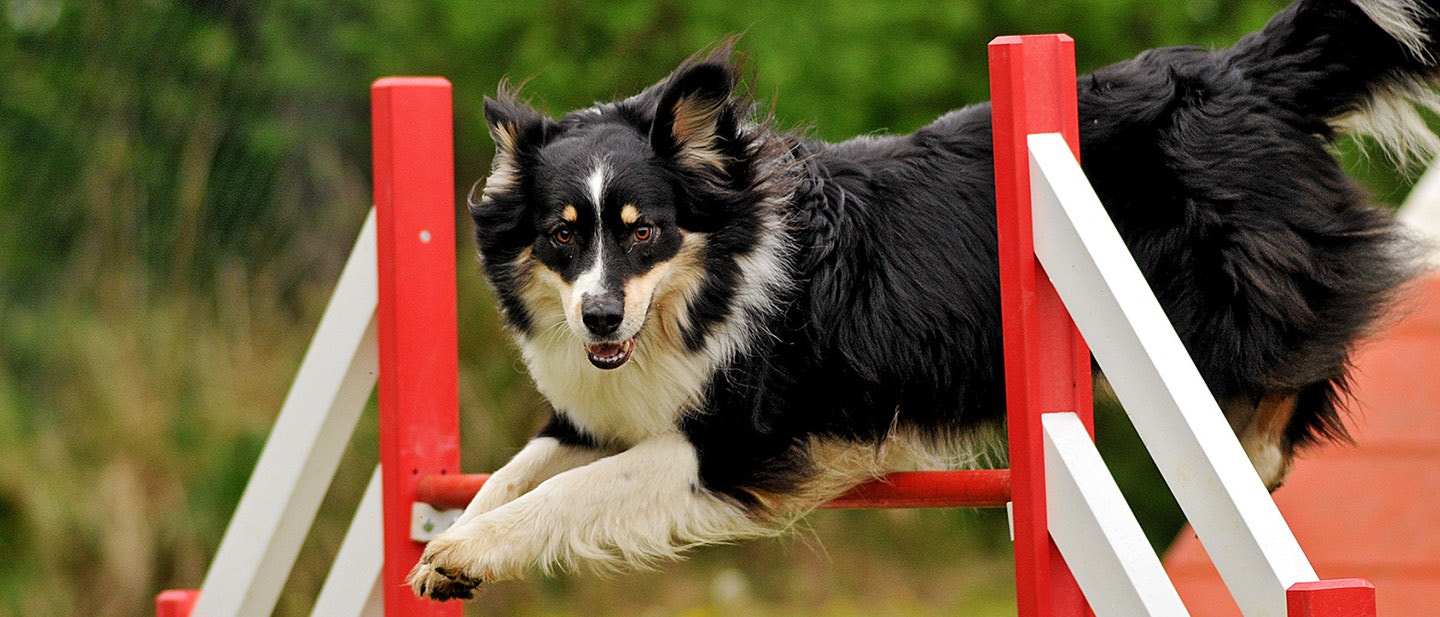 SPORTURILE CANINE: CUM SĂ-MI AJUT CÂINELE SĂ FIE SĂNĂTOS ȘI FERICIT