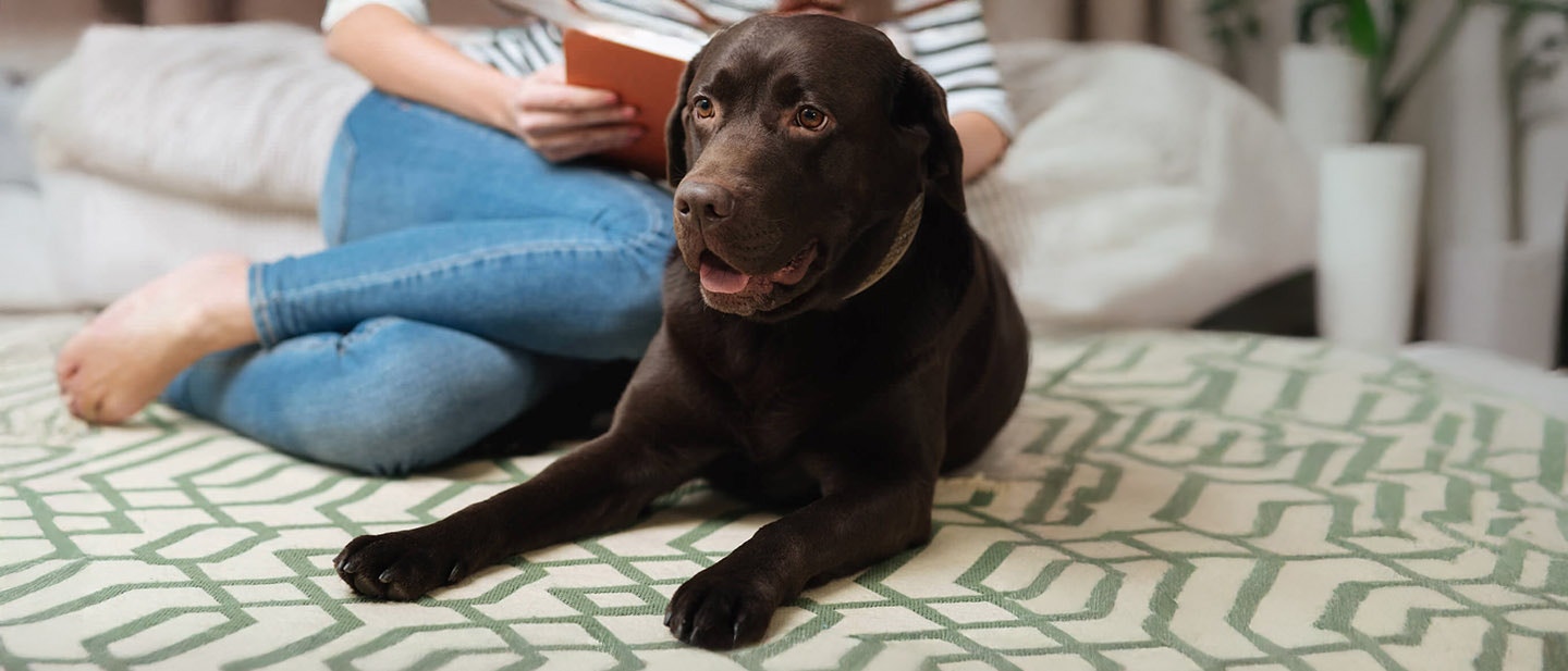 PRIMIREA ÎN FAMILIE A UNUI NOU CÂINE