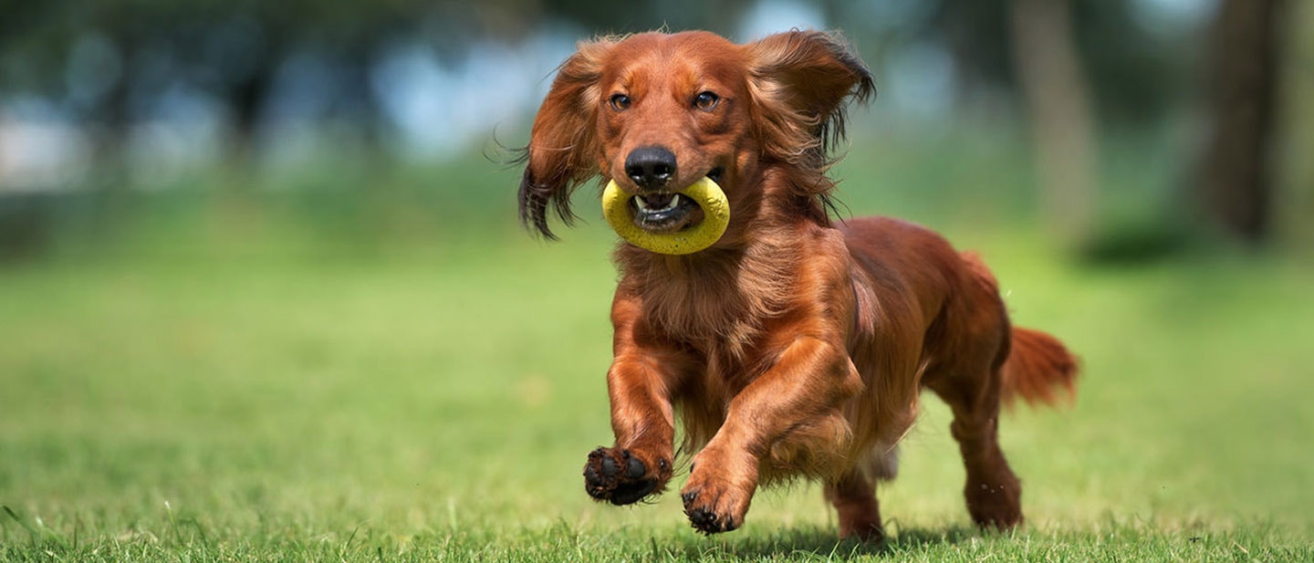 Jucării Și Jocuri Pentru Câini